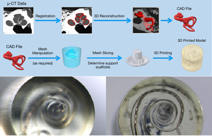 Разработка высокоточной модели искусственной ушной улитки с помощью 3D печати