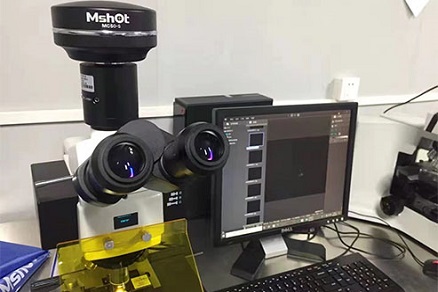 Флуоресцентный микроскоп MSHOT для наблюдения за слабофлуоресцентными клетками