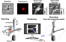 Cканирующая ион-проводящая микроскопия (SICM) и патч-кламп