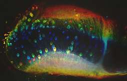 Исследование нейронов глубоких тканей с использованием мультифотонной микроскопии